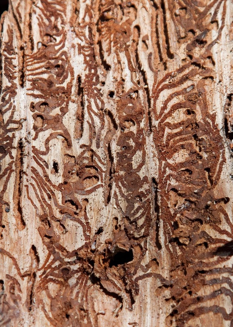termite